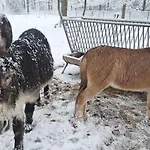 Le Renard - Oignies 50 Chalet Petit Mesnil