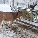 Le Renard - Oignies 50 * Petit Mesnil