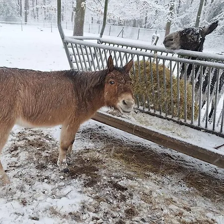 Le Renard - Oignies 50 * Petit Mesnil