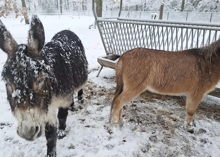 Le Renard - Oignies 50 Chalet Petit Mesnil