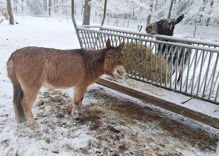 Le Renard - Oignies 50 * Petit Mesnil